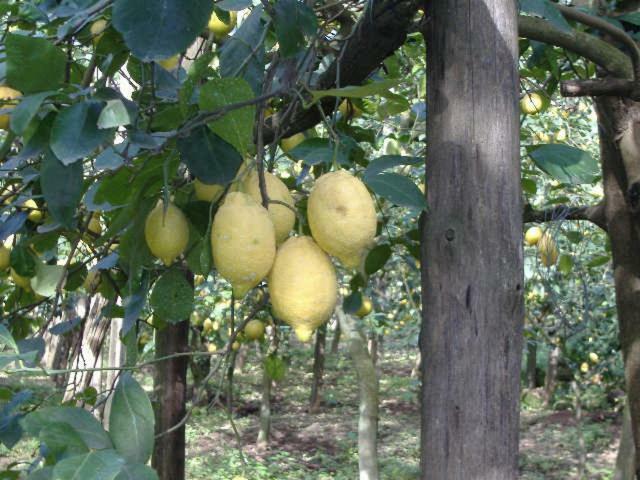 Azienda Agricola Veniero Piano di Sorrento Extérieur photo